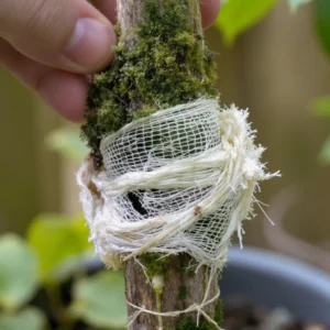 Close-up of a failed air layering attempt showing dry sphagnum moss wrapped around a tree branch with no visible roots.