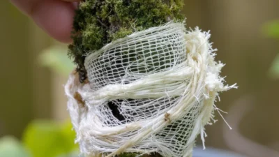 Close-up of a failed air layering attempt showing dry sphagnum moss wrapped around a tree branch with no visible roots.