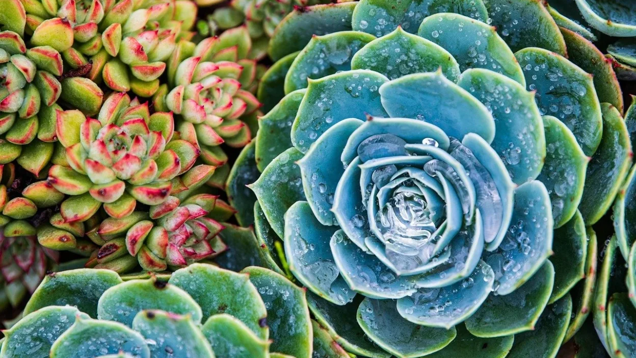 Close-up of a succulent leaf with new roots and a baby plant forming for propagation.