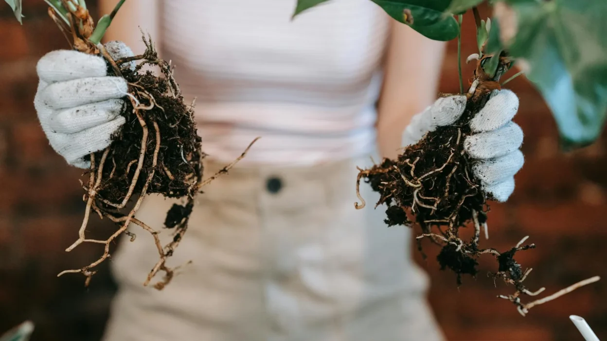 Step-by-step guide showing how to divide fibrous, rhizome, and crown root plants in a garden.