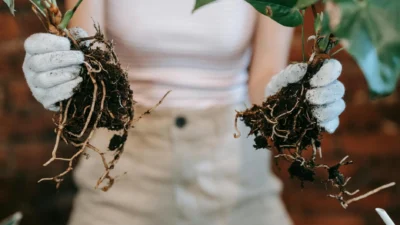 Step-by-step guide showing how to divide fibrous, rhizome, and crown root plants in a garden.
