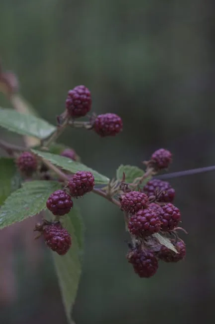 A Bent Raspberry Stem Buried Among Other Plants.