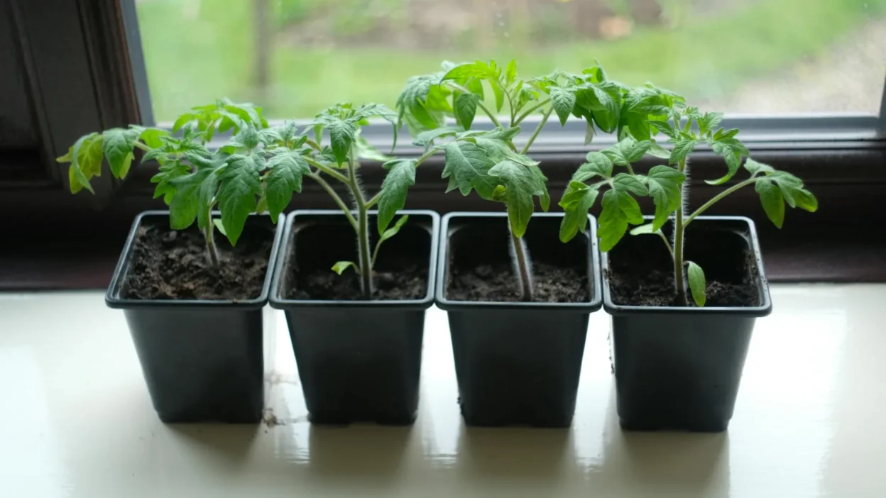Properly thinning seedlings in plastic pots, fabric grow bags, and seed trays for healthy plant growth.