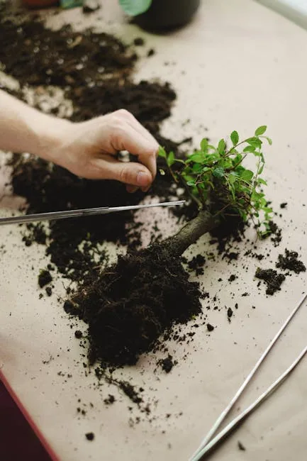 Gardener Thinning Seedlings With Small Scissors