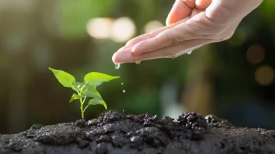 Side-by-side comparison of bottom watering seedlings in a tray versus top watering with a watering can.