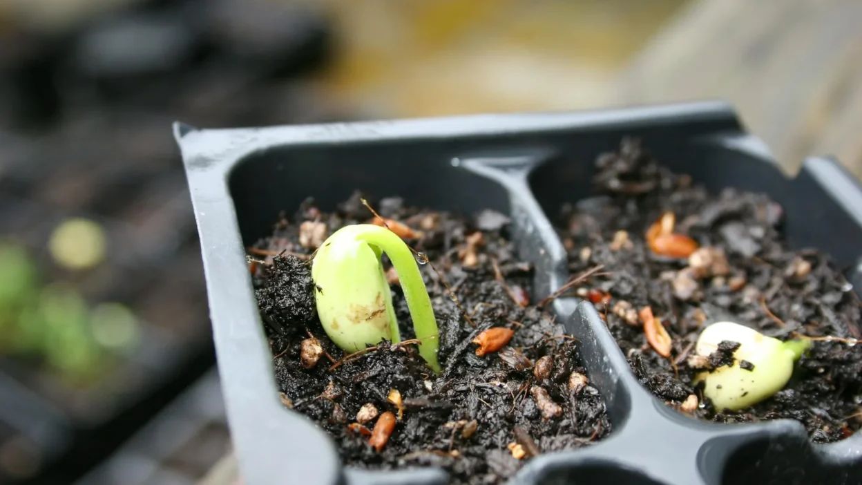 Infographic comparing direct sowing seeds outdoors versus starting seeds indoors for vegetables and flowers.