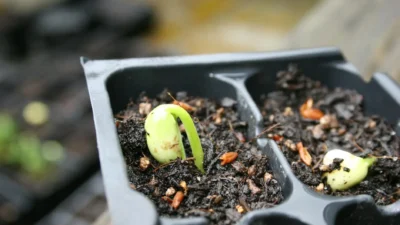 Infographic comparing direct sowing seeds outdoors versus starting seeds indoors for vegetables and flowers.