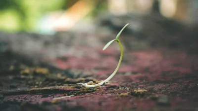 Close-up of healthy green seedlings sprouting in rich soil under soft light.