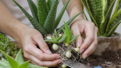 Step-by-step offset propagation checklist for aloe vera and snake plants on a gardening table.