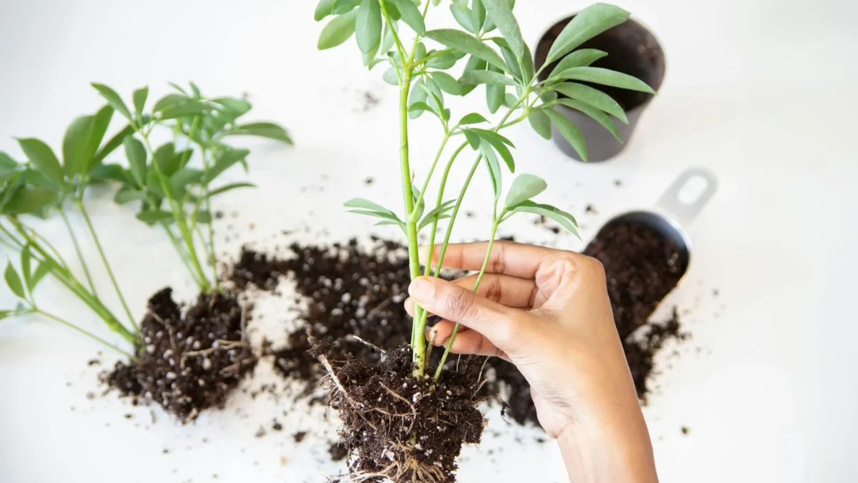 Step-by-step guide showing how to divide a perennial plant clump with a garden spade and hands
