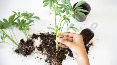 Step-by-step guide showing how to divide a perennial plant clump with a garden spade and hands