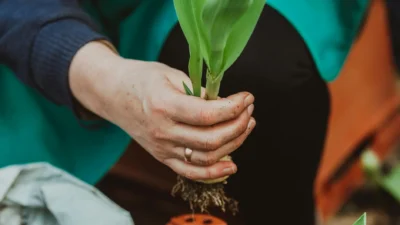 Beginner's guide visual chart comparing plant propagation methods like cuttings, division, and layering