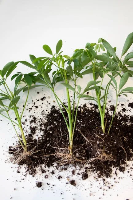 Close Comparison Of Healthy White Roots On A Plant