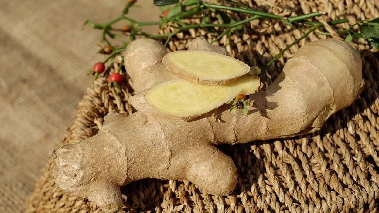 Close-up of a damaged plant root ball being carefully divided with gardening tools to prevent harm.