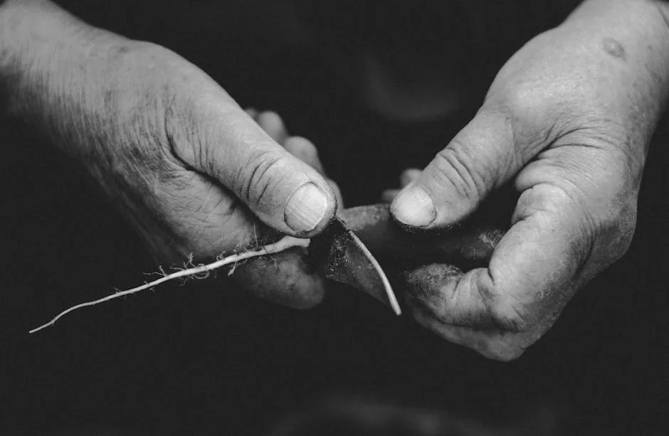 Gardener Dividing A Root Ball With Sharp Knife