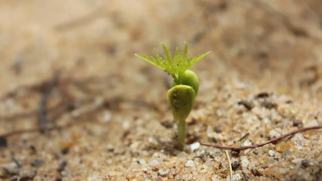 Close-up of gardener's hands sowing seeds into labeled trays filled with moist potting soil.