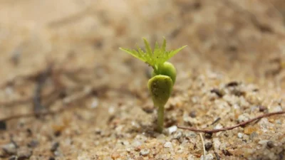 Close-up of gardener's hands sowing seeds into labeled trays filled with moist potting soil.