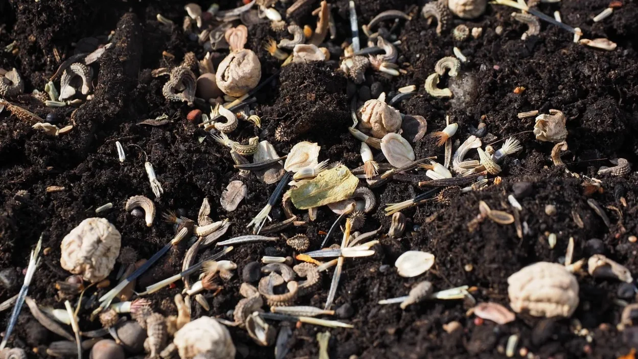Illustrated checklist showing correct seed sowing depth for tiny, medium, and large seeds in soil.