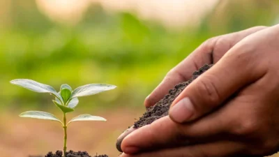 Close-up of gardener's hands comparing seed starting mix and potting soil in two plant pots.