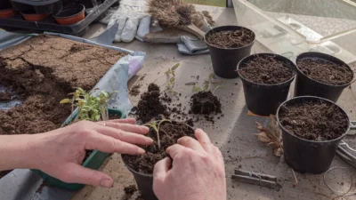 Healthy seedlings in trays with a checklist for care before transplanting into larger pots.