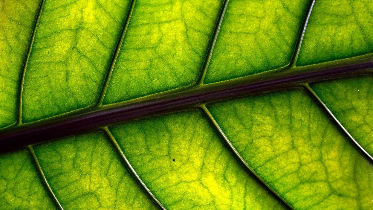 Side-by-side comparison of a single leaf cutting and a leaf-with-node cutting for plant propagation.