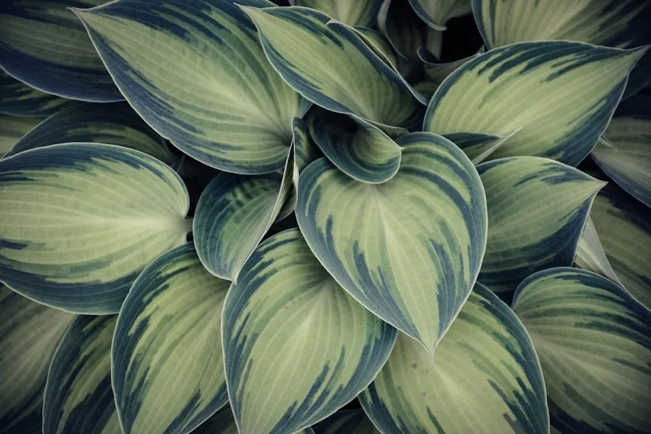 Gardener's Hands Dividing A Hosta Plant Clump In Soil