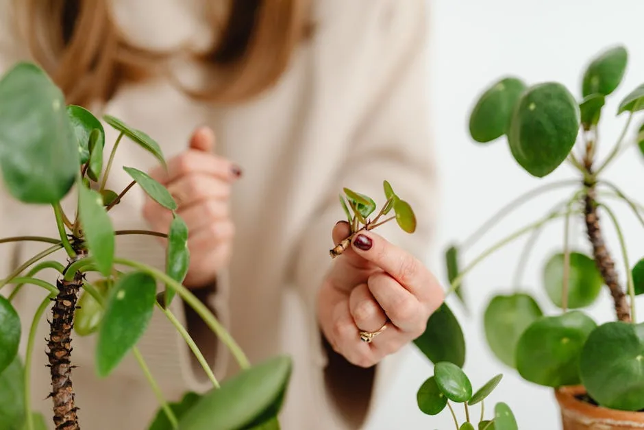 Gardener's Hands Holding A Clear Cup With Plant Cutting And