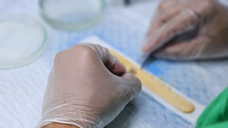 Gardener's Hands Making A Precise Cut On Failed Plant Graft