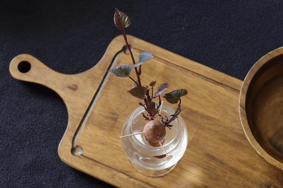 Leaf Cuttings Turning Mushy From Rot And Excess Moisture