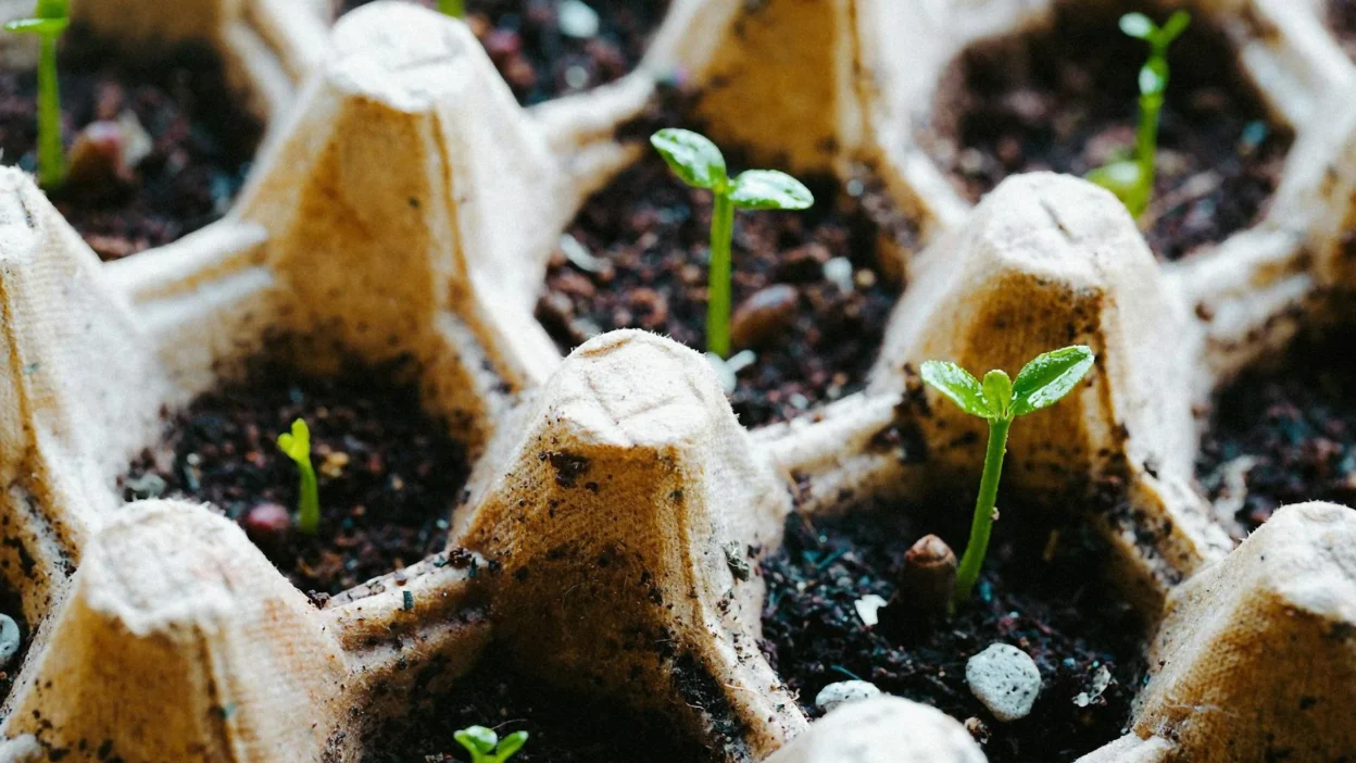 Close-up of a gardener's hands holding a seed tray with non-germinated seeds in soil.